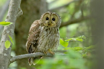 Tawny owl (Strix aluco), also called the brown owl, sitting on branch