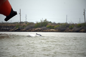 Dolphins Playing in the Ship Bow Break