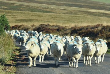 A flock of sheep walking towards the camera up a road.