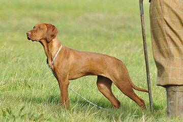 An Hungarian Vizsla stood with a gamekeeper waiting for a bird on a shoot day.