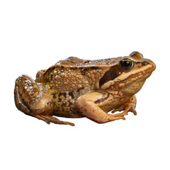 Brown frog resting calmly on a smooth surface with a detailed texture and vibrant colors in a natural environment