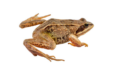 Detailed view of a brown frog resting on a white surface during daylight in a natural habitat environment showcasing its unique features and coloration