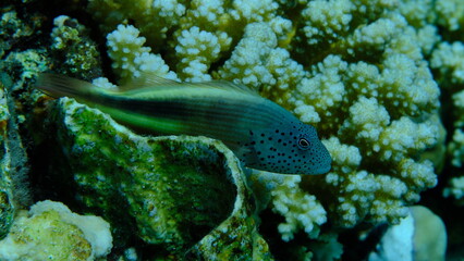Blackside hawkfish (Paracirrhites forsteri) undersea, Red Sea, Egypt, Sharm El Sheikh, Montazah Bay