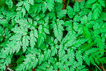 Vibrant green foliage showcasing the intricate patterns of fern-like leaves on a bright sunny day in a lush garden setting