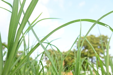 Eleusine coracana or Finger millet plants. It is called Ragi and madua in India and Kodo in Nepal....