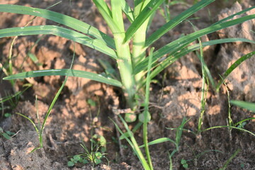 Eleusine coracana or Finger millet plants. It is called Ragi and madua in India and Kodo in Nepal. It  is an annual herbaceous plant. Its widely grown as a cereal crop in the in Africa and Asia.