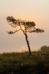 Obraz premium Solitary tree at sunrise