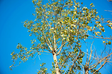 leaves on blue sky background