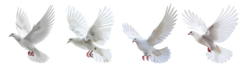 Obraz premium Dove bird png cut out element set, transparent background