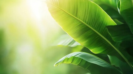 Obraz premium Bright and Lush Green Leaves Background in Soft Natural Light