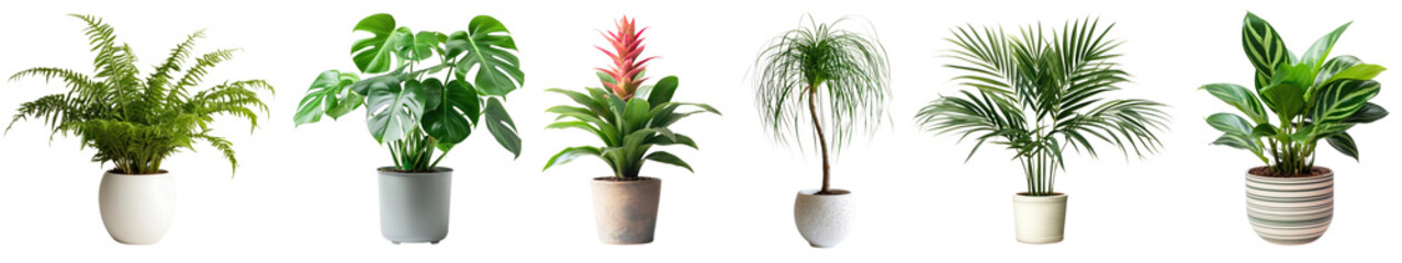 Potted houseplant png cut out element set, transparent background