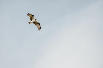Majestic bird soaring in clear sky