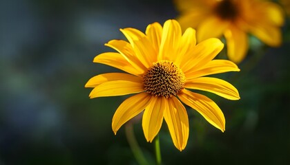 yellow flower remoted