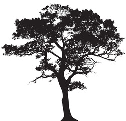 Digital Composite Image Of Trees Against White Background