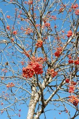 Leafless bright red rowan fruits on a vivid blue sky background. Vertical photo