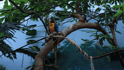 Macaw on a tree 