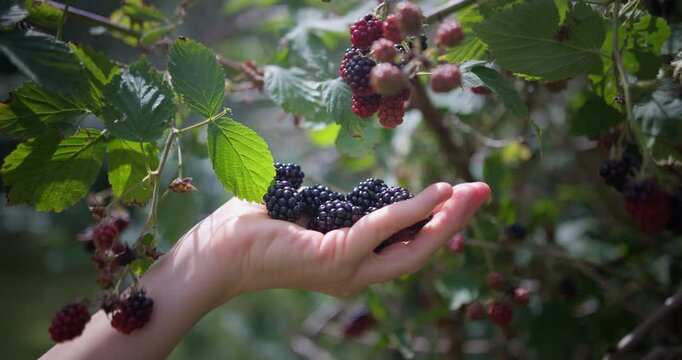 Weibliche Hand pfl&uuml;ckt Brombeeren.