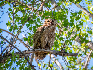 Great Horned Owl