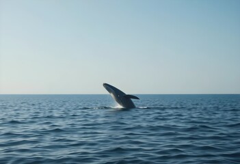 Naklejka premium Calm ocean with a whale jumping out of the water - 02
