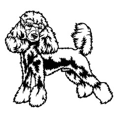 Poodle Dog Breed - Pet Vector Cut file, Dog Silhouette Stencil - Cricut file