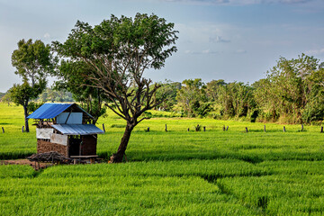 Green rice fields and agriculture in Sri Lanka