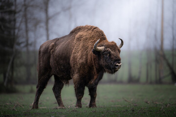 Majestic Bison in Misty Forest Setting