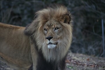 Majestic Lion in Natural Habitat