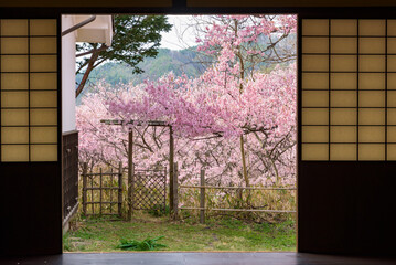 Sakura cherry blossoms in full bloom from Japanese traditional style window