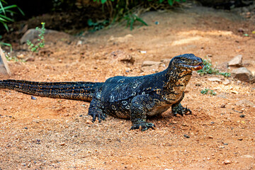 The water monitor waran in the wilderness of  Sri Lanka