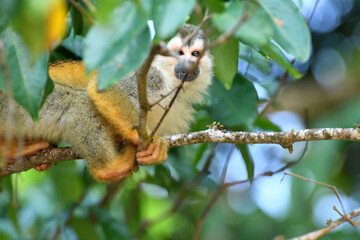 Squirrel on tree, Manuel Antonio Costa Rica