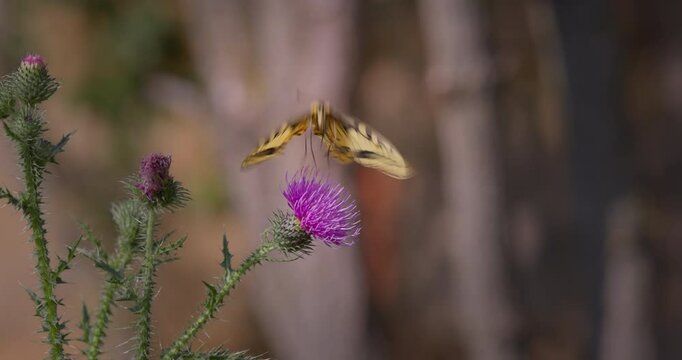 Schwalbenschwanzfalter auf Distel. Schwalbenschwanzfalter fliegt weg.