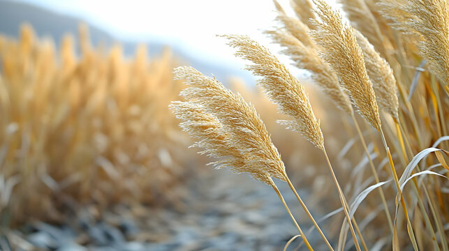 Golden Pampas Grass Field Illustration - Powered by Adobe
