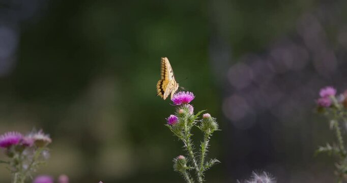 Schwalbenschwanzfalter auf Distel.