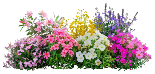 PNG Colorful vibrant assorted blooming flowers