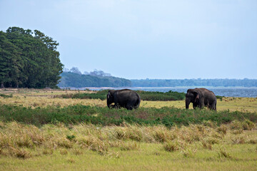 Fototapeta premium An asian elephant in the Yala National Park