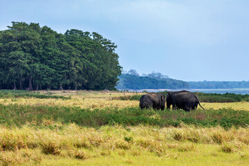 An asian elephant in the Yala National Park