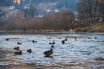 A serene riverside scene with ducks floating on calm water during a chilly day. In the background, small houses and bare trees complete this tranquil winter landscape in a rural village setting.