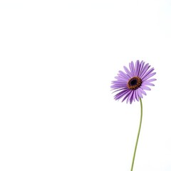 flower isolated on transparent background , daisy flower, purple daisy flower, flower
