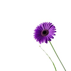 flower isolated on transparent background , daisy flower, purple daisy flower, flower