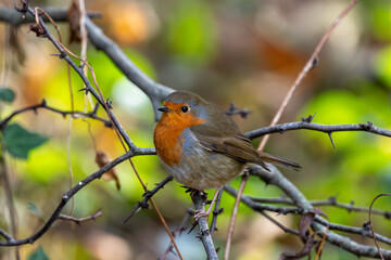 European Robin (Erithacus rubecula) in National Botanic Gardens, Dublin - Native to Europe and Asia