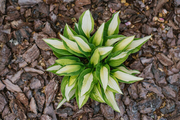 Gypsy Rose host in the garden in summer. Plant is mulched with pine bark