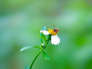 bee on a flower