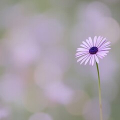 Obraz premium flower isolated on transparent background , daisy flower, purple daisy flower, flower