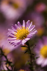 Obraz premium Pink aster