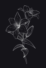 Vector hand drawn lily line art. White flower on dark background