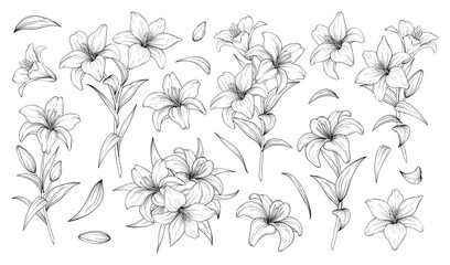 Vector set of hand drawn lily flowers line art
