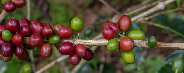 Coffee tree concept. Organic coffee berries beans. Red berry branch. coffee beans on the tree organic farming concept