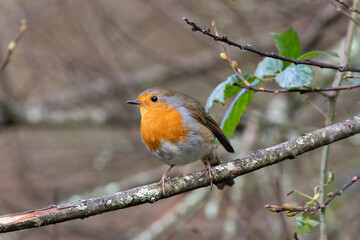 Fototapeta premium European Robin (Erithacus rubecula) in National Botanic Gardens, Dublin - Native to Europe and Asia