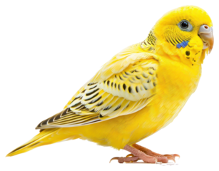 PNG Vibrant yellow budgerigar on white