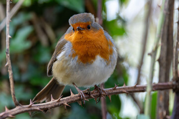 European Robin (Erithacus rubecula) in National Botanic Gardens, Dublin - Native to Europe and Asia